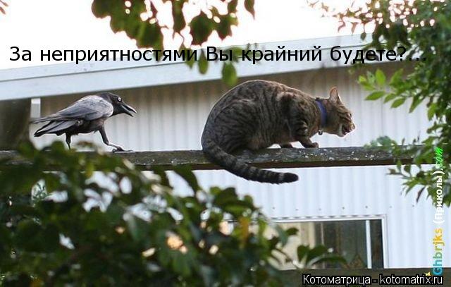 За неприятностями Вы крайний будете?...... Котоматрица: За неприятностями Вы крайний будете?...