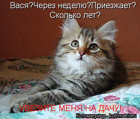 Вася?Через неделю?Приезжает? Сколько лет? УВЕЗИТЕ МЕНЯ НА ДАЧУ!... Котоматрица: Вася?Через неделю?Приезжает? Сколько лет? УВЕЗИТЕ МЕНЯ НА ДАЧУ!
