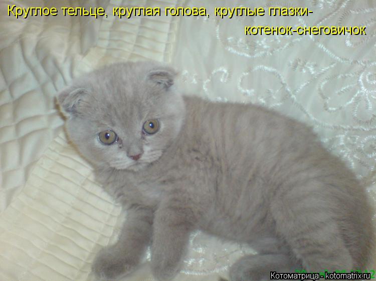 Круглое тельце, круглая голова, круглые глазки- котенок-снеговичок... Котоматрица: Круглое тельце, круглая голова, круглые глазки- котенок-снеговичок