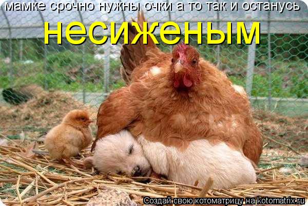 мамке срочно нужны очки а то так и останусь несиженым... Котоматрица: мамке срочно нужны очки а то так и останусь несиженым