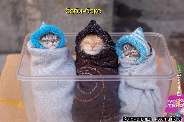 бэби-бокс... Котоматрица: бэби-бокс