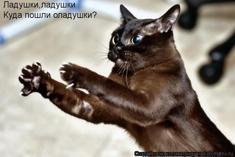 Ладушки,ладушки Куда пошли оладушки?... Котоматрица: Ладушки,ладушки Куда пошли оладушки?