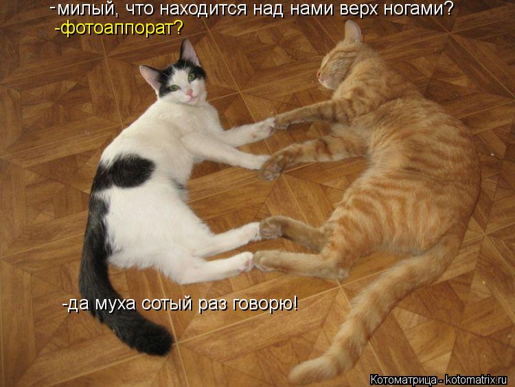 милый, что находится над нами верх ногами? -фотоаппорат? -да муха сотый раз говорю! -... Котоматрица: милый, что находится над нами верх ногами? -фотоаппорат? -да муха сотый раз говорю! -