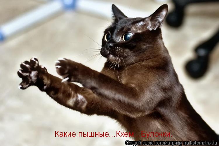Какие пышные...Кхем...Булочки.... Котоматрица: Какие пышные...Кхем...Булочки.