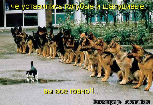 чё уставились голубые и шалудивые вы все говно!!...... Котоматрица: чё уставились голубые и шалудивые вы все говно!!...