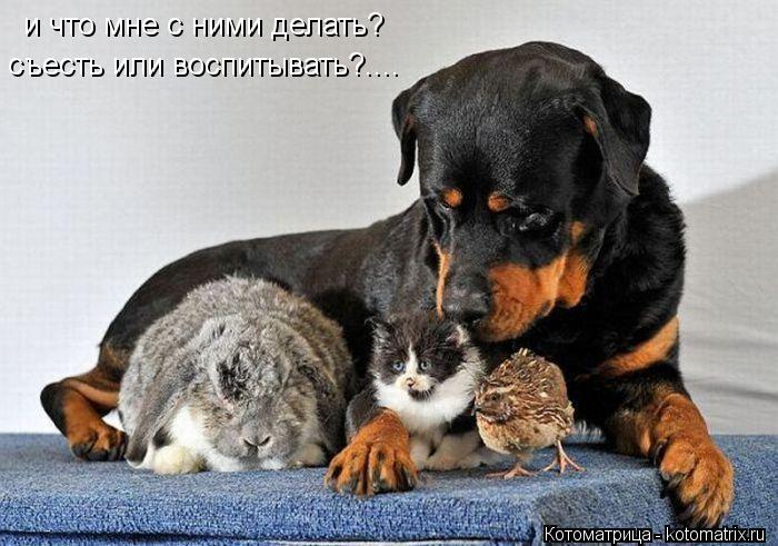Котоматрица: съесть или воспитывать?.... и что мне с ними делать?