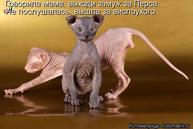 Говорила мама, выходи замуж за Перса... Не послушалась, вышла за вислоухого...... Котоматрица: Говорила мама, выходи замуж за Перса... Не послушалась, вышла за вислоухого...