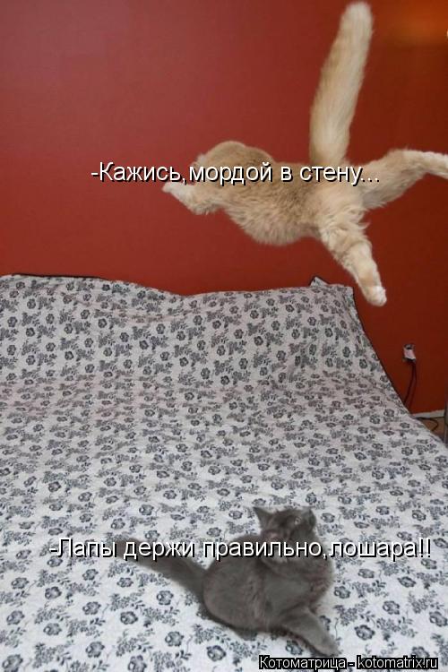 -Лапы держи правильно,лошара!! -Кажись,мордой в стену...... Котоматрица: -Лапы держи правильно,лошара!! -Кажись,мордой в стену...