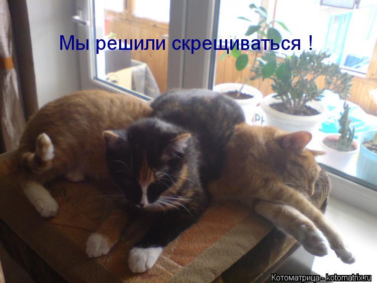 Мы решили скрещиваться !... Котоматрица: Мы решили скрещиваться !