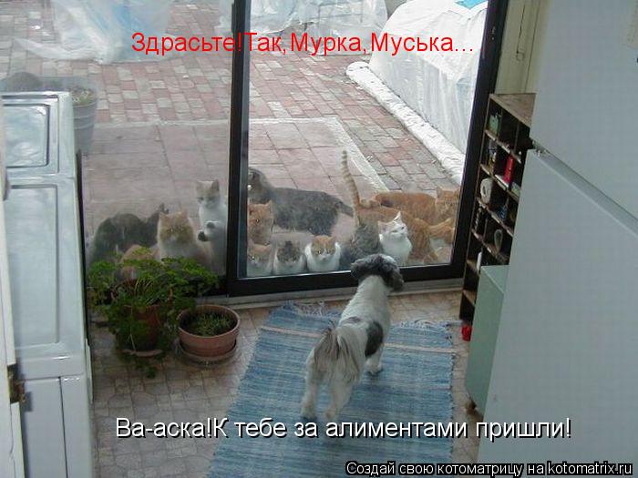 Здрасьте!Так,Мурка,Муська... Ва-аска!К тебе за алиментами пришли!... Котоматрица: Здрасьте!Так,Мурка,Муська... Ва-аска!К тебе за алиментами пришли!
