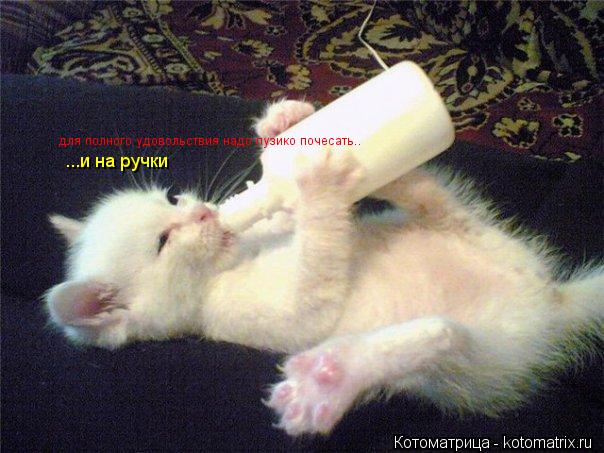 для полного удовольствия надо пузико почесать.. ...и на ручки... Котоматрица: для полного удовольствия надо пузико почесать.. ...и на ручки