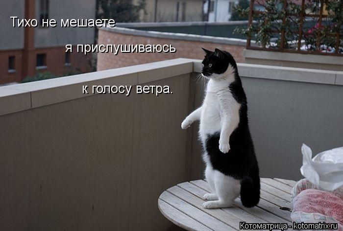 Тихо не мешаете я прислушиваюсь к голосу природы. Тихо не мешаете я прислушиваюсь к голосу ветра.... Котоматрица: Тихо не мешаете я прислушиваюсь к голосу природы. Тихо не мешаете я прислушиваюсь к голосу ветра.