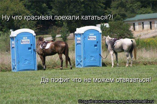 Ну что красивая,поехали кататься?! Да пофиг что не можем отвязаться!... Котоматрица: Ну что красивая,поехали кататься?! Да пофиг что не можем отвязаться!