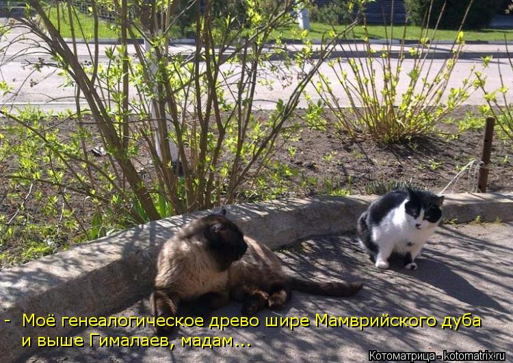 - Моё генеалогическое древо шире Мамврийского дуба и выше Гималаев, мадам...... Котоматрица: - Моё генеалогическое древо шире Мамврийского дуба и выше Гималаев, мадам...