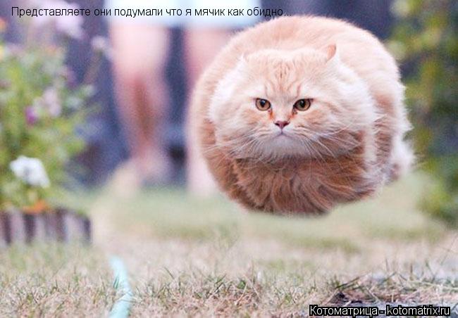 Представляете они подумали что я мячик как обидно...... Котоматрица: Представляете они подумали что я мячик как обидно...