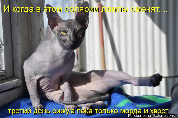 третий день сижу,а пока только морда и хвост третий день сижу,а пока только морда и хвост И когда в э... Котоматрица: третий день сижу,а пока только морда и хвост третий день сижу,а пока только морда и хвост И когда в этом солярии лампы сменят....