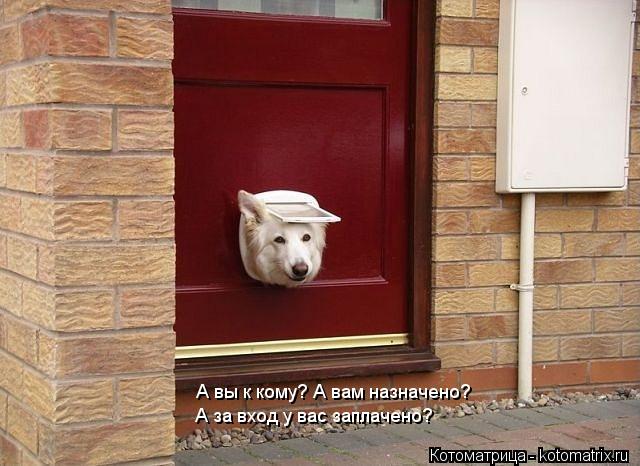 А вы к кому? А вам назначено? А за вход у вас заплачено?... Котоматрица: А вы к кому? А вам назначено? А за вход у вас заплачено?