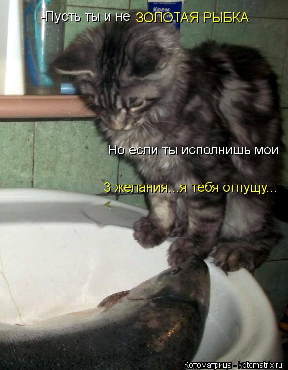 -Пусть ты и не ЗОЛОТАЯ РЫБКА Но если ты исполнишь мои 3 желания...я тебя отпущу...... Котоматрица: -Пусть ты и не ЗОЛОТАЯ РЫБКА Но если ты исполнишь мои 3 желания...я тебя отпущу...