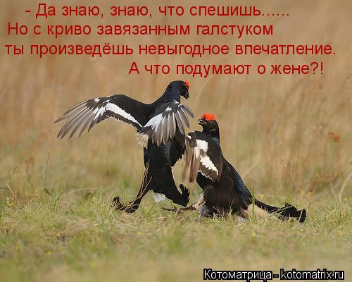 - Да знаю, знаю, что спешишь...... Но с криво завязанным галстуком ты произведёшь невыгодное впечатл... Котоматрица: - Да знаю, знаю, что спешишь...... Но с криво завязанным галстуком ты произведёшь невыгодное впечатление. А что подумают о жене?!