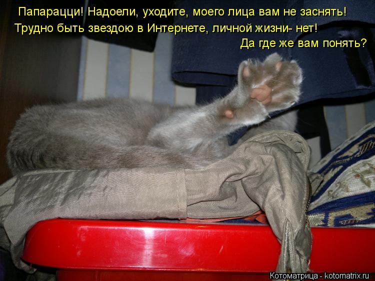 Папарацци! Надоели, уходите, моего лица вам не заснять! Трудно быть звездою в Интернете, личной жизни... Котоматрица: Папарацци! Надоели, уходите, моего лица вам не заснять! Трудно быть звездою в Интернете, личной жизни- нет! Да где же вам понять?