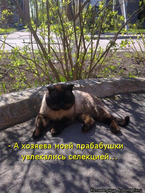- А хозяева моей прабабушки увлекались селекцией...... Котоматрица: - А хозяева моей прабабушки увлекались селекцией...