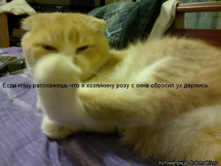 Если кому расскажешь что я хозяйкину розу с окна сбросил ух держись..... Котоматрица: Если кому расскажешь что я хозяйкину розу с окна сбросил ух держись..