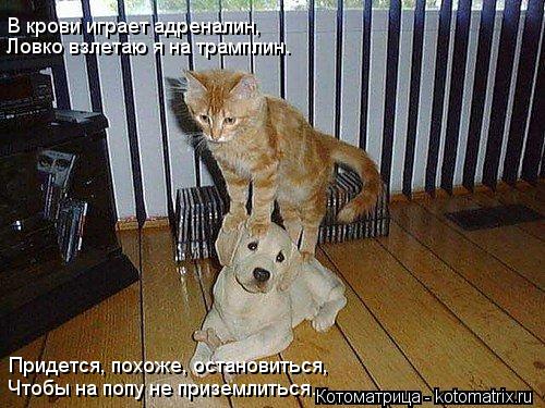 В крови играет адреналин, Ловко взлетаю я на трамплин. Придется, похоже, остановиться, Придется, похо... Котоматрица: В крови играет адреналин, Ловко взлетаю я на трамплин. Придется, похоже, остановиться, Придется, похоже, остановиться, Чтобы на попу не призе