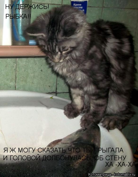 НУ ДЕРЖИСЬ! РЫБКА!! Я Ж МОГУ СКАЗАТЬ ЧТО ТЫ ПРЫГАЛА И ГОЛОВОЙ ДОЛБОНУЛАСЬ ОБ СТЕНУ ХА -ХА-ХА... Котоматрица: НУ ДЕРЖИСЬ! РЫБКА!! Я Ж МОГУ СКАЗАТЬ ЧТО ТЫ ПРЫГАЛА И ГОЛОВОЙ ДОЛБОНУЛАСЬ ОБ СТЕНУ ХА -ХА-ХА