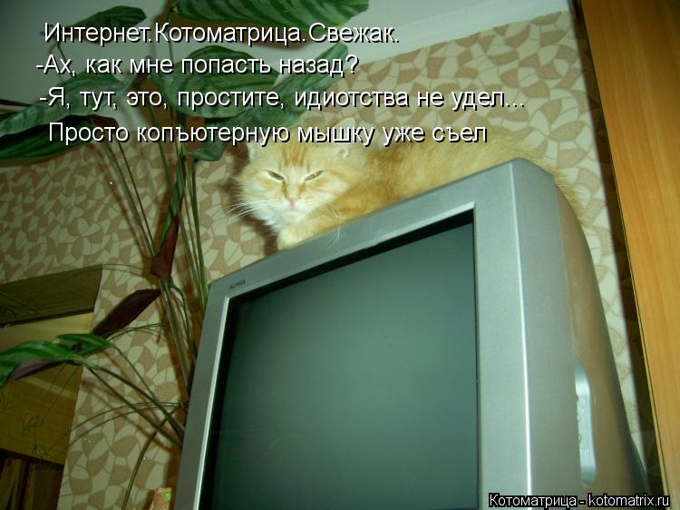Интернет.Котоматрица.Свежак. -Ах, как мне попасть назад? -Я, тут, это, простите, идиотства не удел...... Котоматрица: Интернет.Котоматрица.Свежак. -Ах, как мне попасть назад? -Я, тут, это, простите, идиотства не удел... Просто копъютерную мышку уже съел