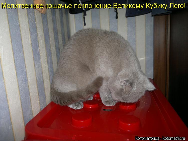 Молитвенное кошачье поклонение Великому Кубику Лего!... Котоматрица: Молитвенное кошачье поклонение Великому Кубику Лего!