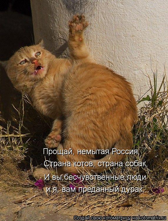 Прощай, немытая Россия, Страна котов, страна собак, И вы,бесчувственные люди и я, вам преданный дурак... Котоматрица: Прощай, немытая Россия, Страна котов, страна собак, И вы,бесчувственные люди и я, вам преданный дурак...