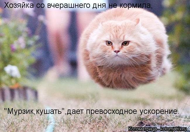 Хозяйка со вчерашнего дня не кормила, "Мурзик,кушать",дает превосходное ускорение.... Котоматрица: Хозяйка со вчерашнего дня не кормила, "Мурзик,кушать",дает превосходное ускорение.