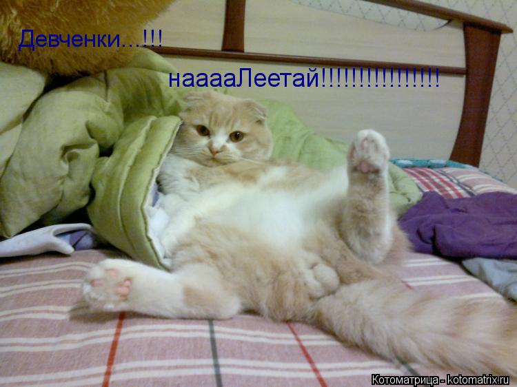 Девченки...!!! нааааЛеетай!!!!!!!!!!!!!!!!... Котоматрица: Девченки...!!! нааааЛеетай!!!!!!!!!!!!!!!!