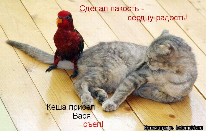 Сделал пакость - сердцу радость! Кеша присел, Вася съел!... Котоматрица: Сделал пакость - сердцу радость! Кеша присел, Вася съел!