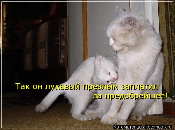 Так он лукавый презлым заплатил за предобрейшее!... Котоматрица: Так он лукавый презлым заплатил за предобрейшее!