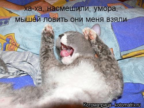 ха-ха, насмешили, умора, мышей ловить они меня взяли... Котоматрица: ха-ха, насмешили, умора, мышей ловить они меня взяли