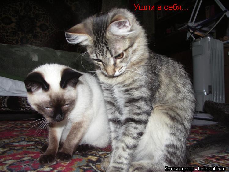 Ушли в себя...... Котоматрица: Ушли в себя...
