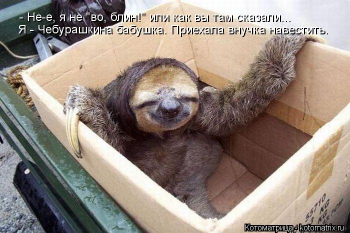 - Не-е, я не "во, блин!" или как вы там сказали... Я - Чебурашкина бабушка. Приехала внучка навестить... Котоматрица: - Не-е, я не "во, блин!" или как вы там сказали... Я - Чебурашкина бабушка. Приехала внучка навестить.