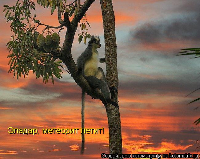 Эладар, метеорит летит!... Котоматрица: Эладар, метеорит летит!