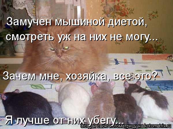 Замучен мышиной диетой, смотреть уж на них не могу... Зачем мне, хозяйка, все это? Я лучше от них у... Котоматрица: Замучен мышиной диетой, смотреть уж на них не могу... Зачем мне, хозяйка, все это? Я лучше от них убегу...
