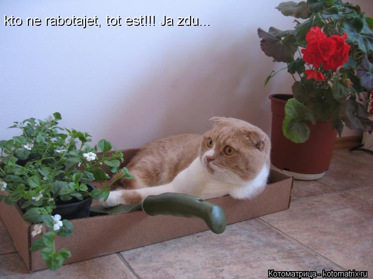 kto ne rabotajet, tot est!!! Ja zdu...... Котоматрица: kto ne rabotajet, tot est!!! Ja zdu...