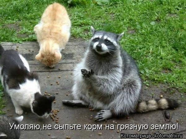 Умоляю,не сыпьте корм на грязную землю!... Котоматрица: Умоляю,не сыпьте корм на грязную землю!