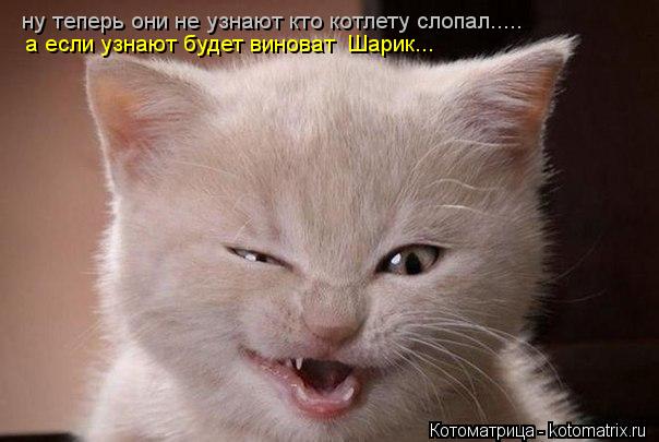 ну теперь они не узнают кто котлету слопал..... а если узнают будет виноват Шарик...... Котоматрица: ну теперь они не узнают кто котлету слопал..... а если узнают будет виноват Шарик...