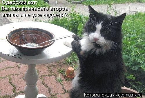 Одесский кот: Вы таки принесете второе, или вы мне уже надоели?... Котоматрица: Одесский кот: Вы таки принесете второе, или вы мне уже надоели?