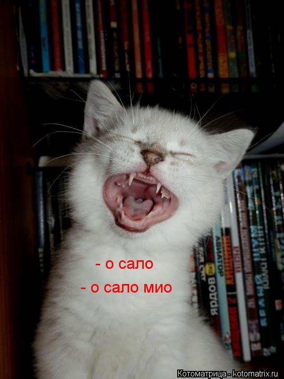 - о сало мио - о сало... Котоматрица: - о сало мио - о сало