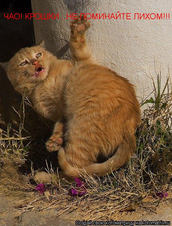 ЧАО! КРОШКИ...НЕ ПОМИНАЙТЕ ЛИХОМ!!!... Котоматрица: ЧАО! КРОШКИ...НЕ ПОМИНАЙТЕ ЛИХОМ!!!