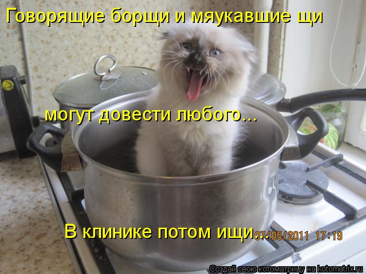 Говорящие борщи и мяукавшие щи могут довести любого... В клинике потом ищи...... Котоматрица: Говорящие борщи и мяукавшие щи могут довести любого... В клинике потом ищи...