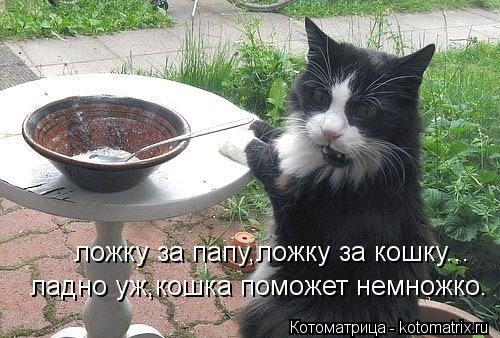 ложку за папу,ложку за кошку... ладно уж,кошка поможет немножко.... Котоматрица: ложку за папу,ложку за кошку... ладно уж,кошка поможет немножко.