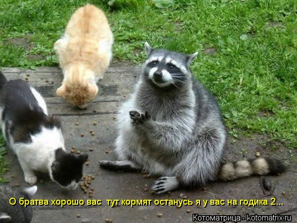 О братва хорошо вас тут кормят останусь я у вас на годика 2...... Котоматрица: О братва хорошо вас тут кормят останусь я у вас на годика 2...