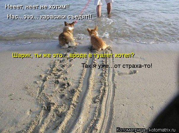 Нееет, неет не хотим!! Нас...эээ... карасики съедят!! Шарик, ты же это... вроде в туалет хотел? Так я... Котоматрица: Нееет, неет не хотим!! Нас...эээ... карасики съедят!! Шарик, ты же это... вроде в туалет хотел? Так я уже...от страха-то!